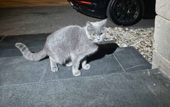 Bulunan Kedi