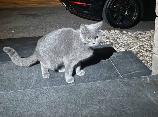 Bulunan Kedi