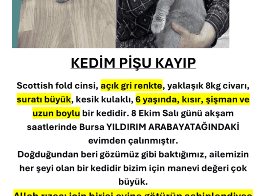 Kayıp Kedi Pişu
