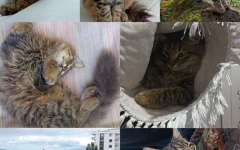 Kayıp Kedi