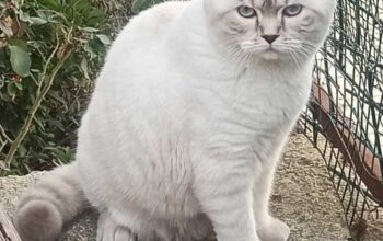 Kayıp Kedi