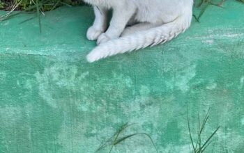 Bulunan Kedi