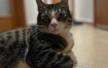 Kayıp Kedi Kaşmir