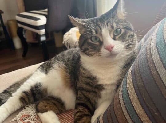 Kayıp Kedi Kaşmir