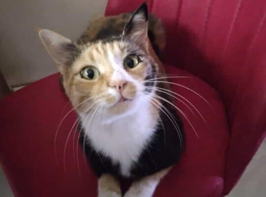 Kayıp Kedi Balım