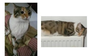 Kayıp kedi Boni