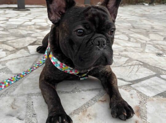 Kayıp French Bulldog