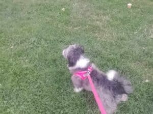 Kayıp Köpek Zilli