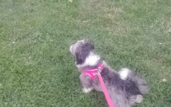 Kayıp Köpek Zilli