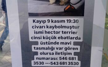 Kayıp Köpek Hector