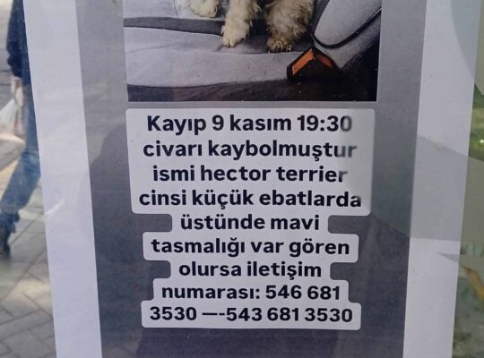 Kayıp Köpek Hector