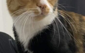 Kayıp Kedi Balım