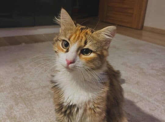 Kayıp Kedi Bambi