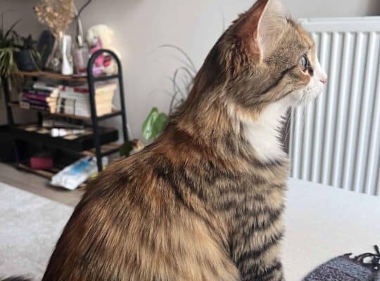 Kayıp Kedi Bambi