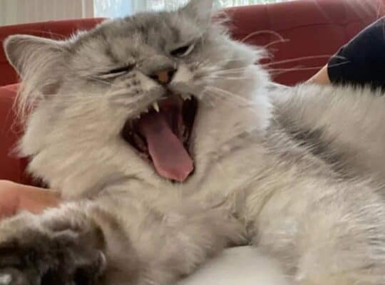 Kayıp Kedi Sanko