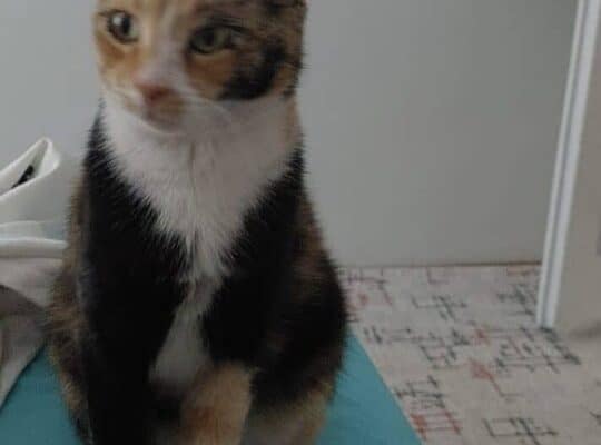 Kayıp Kedi Balım