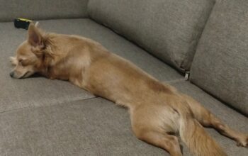 Bulunan Köpek Leo