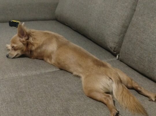 Bulunan Köpek Leo