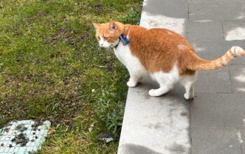 Kayıp Kedi