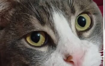 Kayıp Kedi Paşa