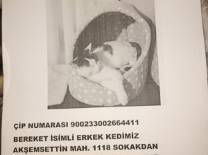 Kayıp kedi Bereket