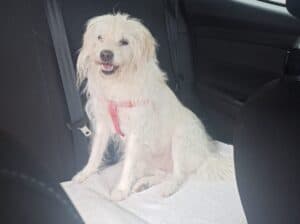 Kayıp Köpek Rose