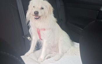 Kayıp Köpek Rose