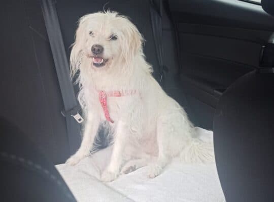 Kayıp Köpek Rose