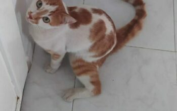 Kayıp Kedi Badem