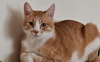 Kayıp Kedi Köfte