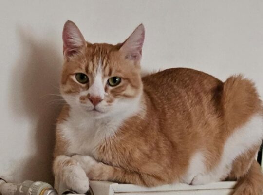 Kayıp Kedi Köfte