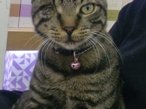 Kayıp Kedi