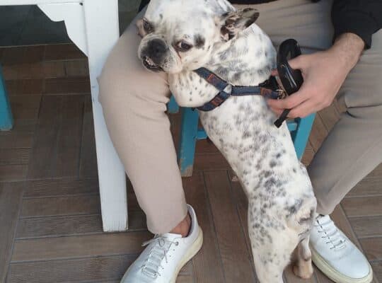 Kayıp French Bulldog