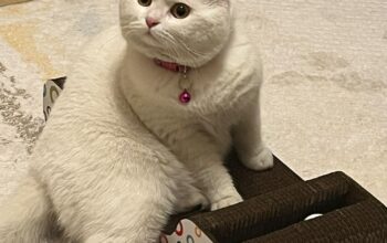 Kayıp Kedi