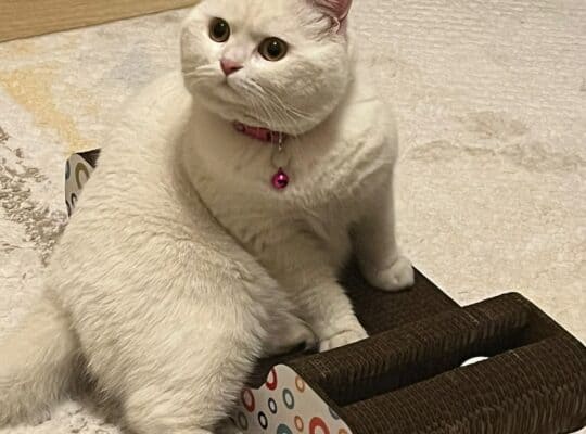 Kayıp Kedi