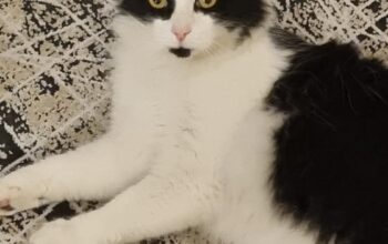Kayıp Kedi