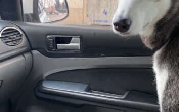 Kayıp Sibirya Kurdu Loki