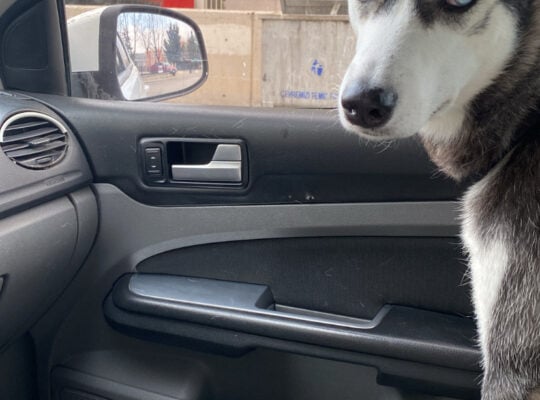 Kayıp Sibirya Kurdu Loki