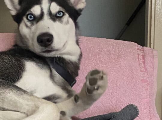 Kayıp Sibirya Kurdu Loki