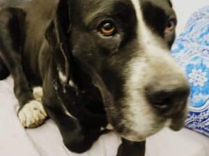 Kayıp Köpek Bubuş