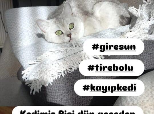 Kayıp Kedi