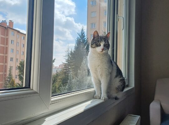 Kayıp Kedi