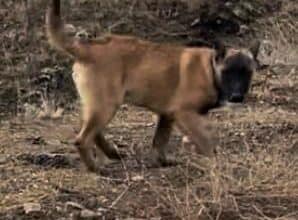 Köpeğimi arıyorum