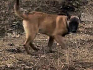 Köpeğimi arıyorum