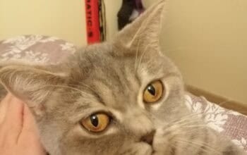 Kayıp British Kedi