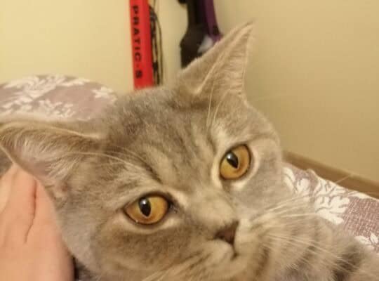 Kayıp British Kedi