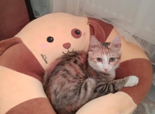 Dişi kedi Tarçın aranıyor