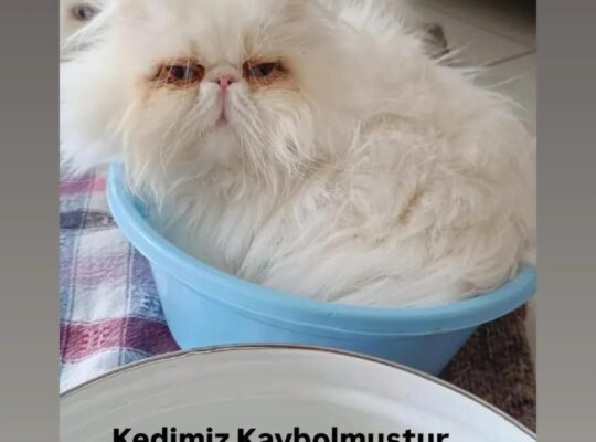 Kayıp Kedi
