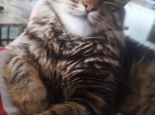 Kayıp Tekir Kedi
