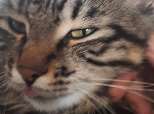Kayıp Tekir Kedi